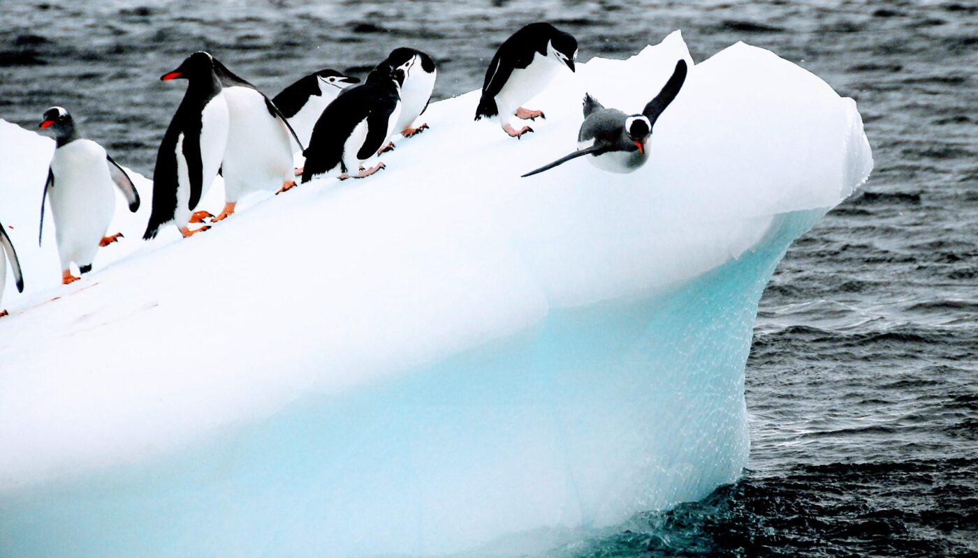 https://pixabay.com/photos/penguins-birds-iceberg-ice-cold-5556289/