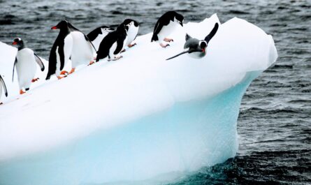 https://pixabay.com/photos/penguins-birds-iceberg-ice-cold-5556289/