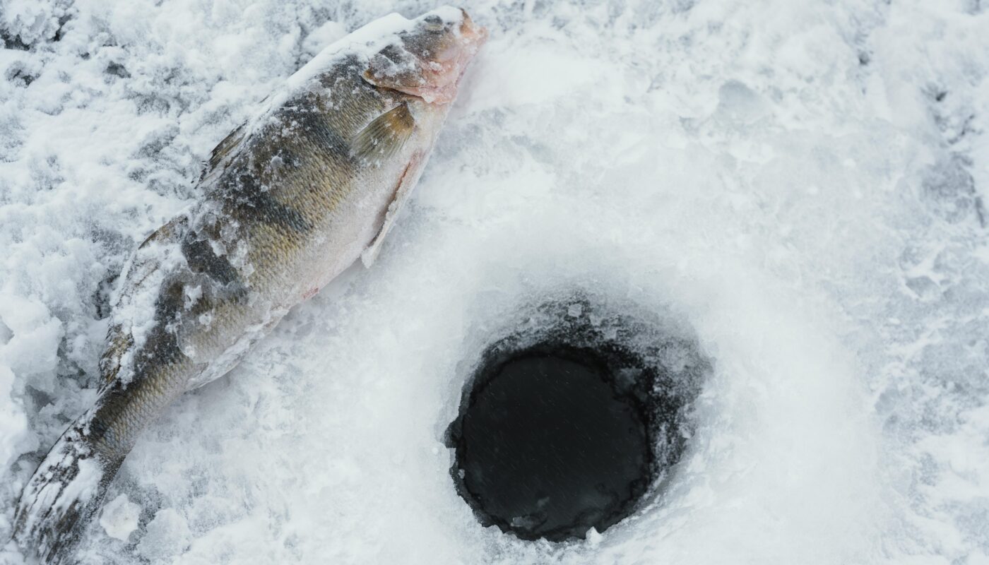 https://www.magnific.com/free-photo/arrangement-fishing-elements-outdoors_12412095.htm#fromView=search&page=1&position=11&uuid=ebeec551-5f31-4c54-9734-8ee5b61ca5c2&query=How+Fish+and+Rivers+Are+Affected+by+Glacier+Melt