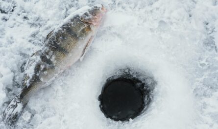 https://www.magnific.com/free-photo/arrangement-fishing-elements-outdoors_12412095.htm#fromView=search&page=1&position=11&uuid=ebeec551-5f31-4c54-9734-8ee5b61ca5c2&query=How+Fish+and+Rivers+Are+Affected+by+Glacier+Melt