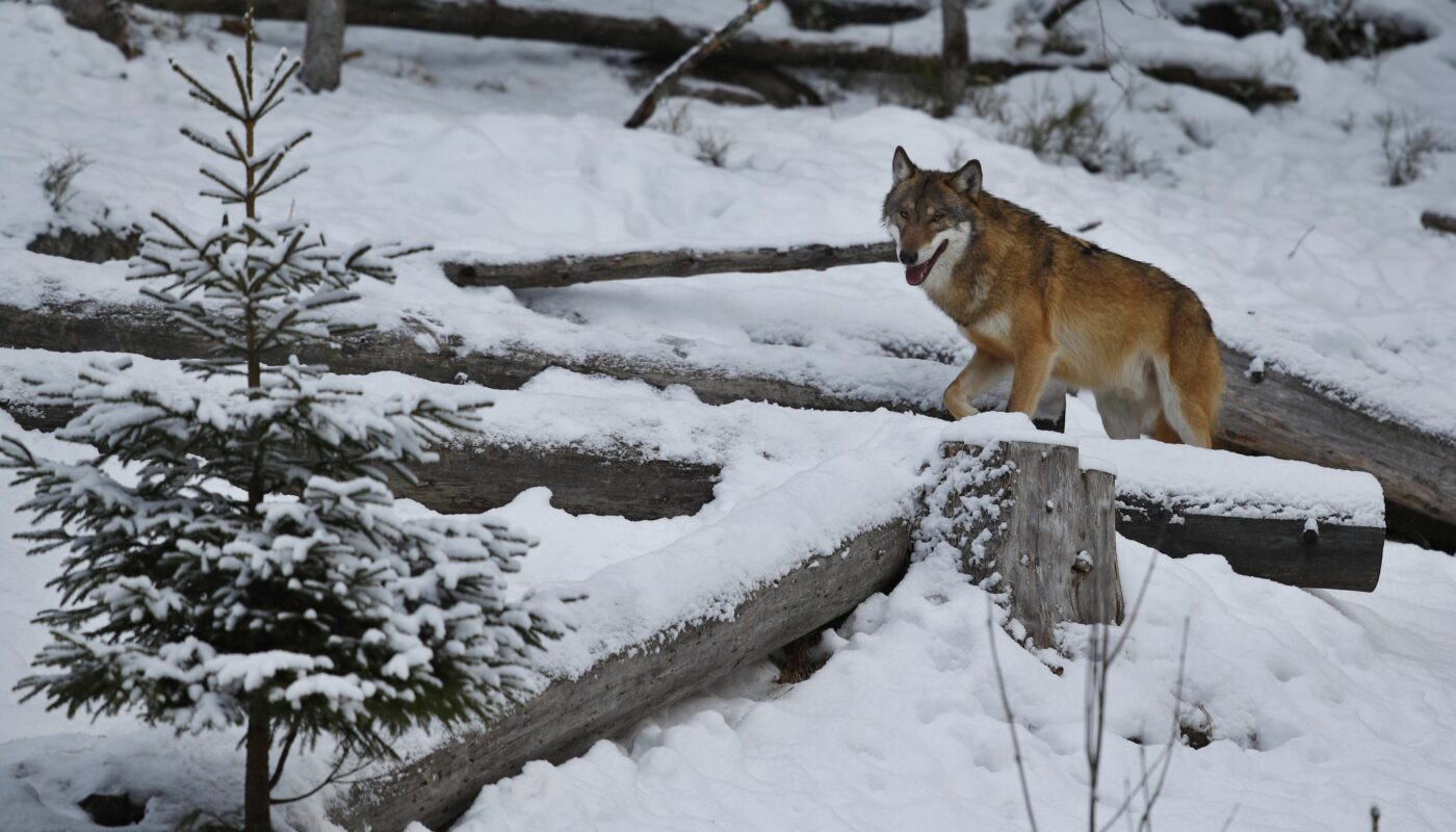 https://www.magnific.com/free-photo/eurasian-wolf-white-winter-habitat-beautiful-winter-forest_16206052.htm#fromView=search&page=1&position=10&uuid=c55e0011-66ec-4798-bfb8-5f68358fb27a&query=Fox+Glacier%3A+The+Twin+Ice+Giant+of+New+Zealand