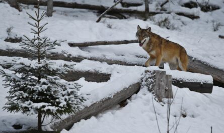 https://www.magnific.com/free-photo/eurasian-wolf-white-winter-habitat-beautiful-winter-forest_16206052.htm#fromView=search&page=1&position=10&uuid=c55e0011-66ec-4798-bfb8-5f68358fb27a&query=Fox+Glacier%3A+The+Twin+Ice+Giant+of+New+Zealand