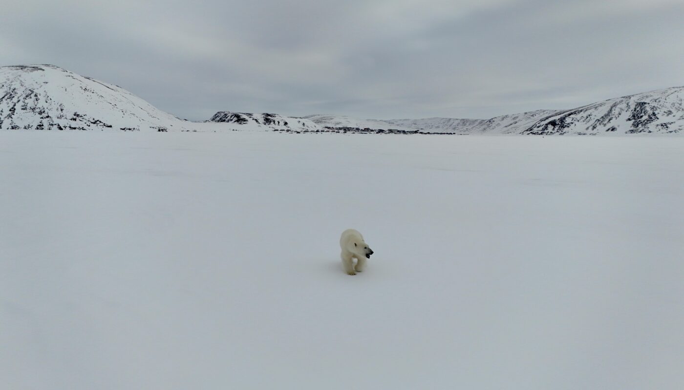 https://www.pexels.com/photo/polar-bear-in-snowy-landscape-20993696/