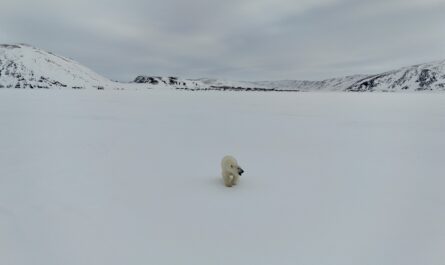 https://www.pexels.com/photo/polar-bear-in-snowy-landscape-20993696/