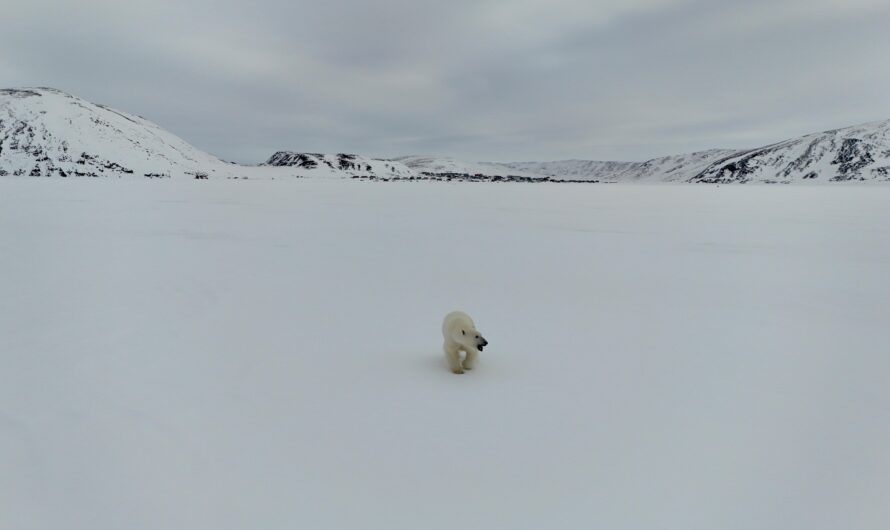 Polar Bears and the Loss of Ice Landscapes